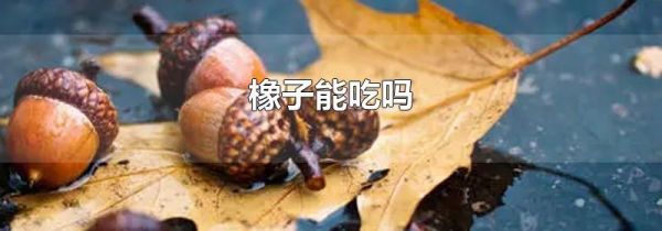 橡子能吃吗