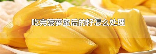 吃完菠萝蜜后的籽怎么处理