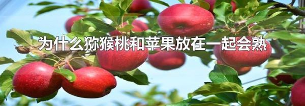 为什么猕猴桃和苹果放在一起会熟