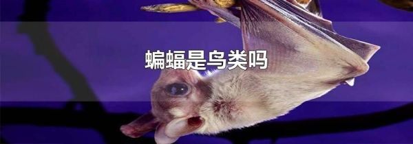 蝙蝠是鸟类吗
