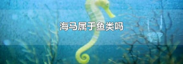 海马属于鱼类吗