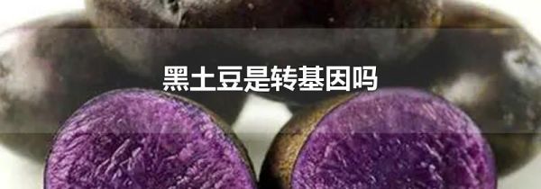 黑土豆是转基因吗
