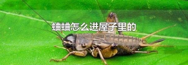 蛐蛐怎么进屋子里的