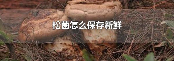 松菌怎么保存新鲜
