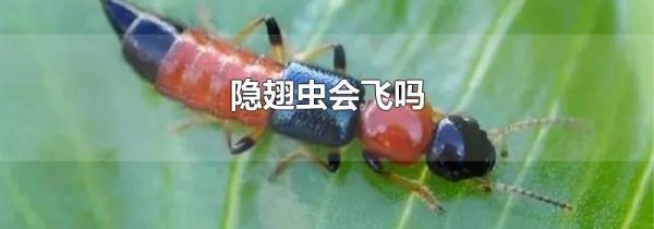 隐翅虫会飞吗
