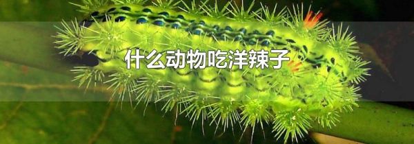 什么动物吃洋辣子