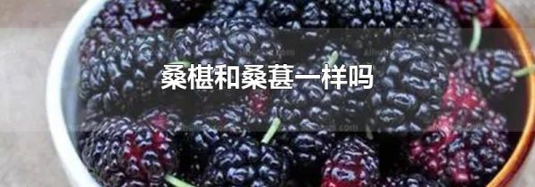 桑椹和桑葚一样吗