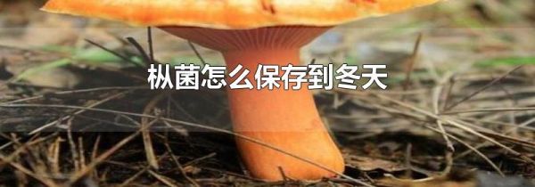 枞菌怎么保存到冬天