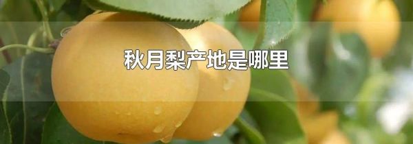 秋月梨产地是哪里