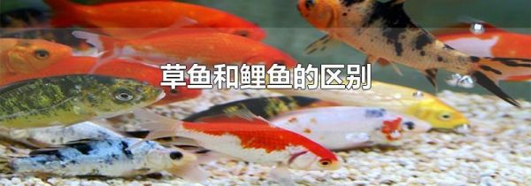 草鱼和鲤鱼的区别
