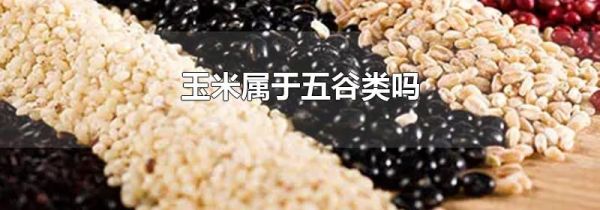 玉米属于五谷类吗