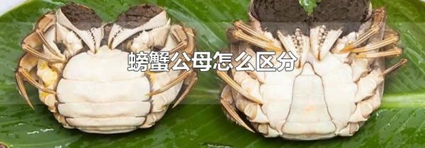 螃蟹公母怎么区分