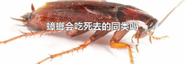 蟑螂会吃死去的同类吗