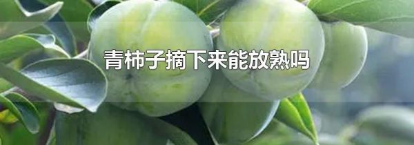 青柿子摘下来能放熟吗