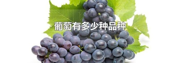 葡萄有多少种品种