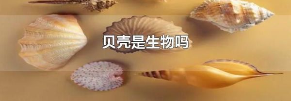 贝壳是生物吗
