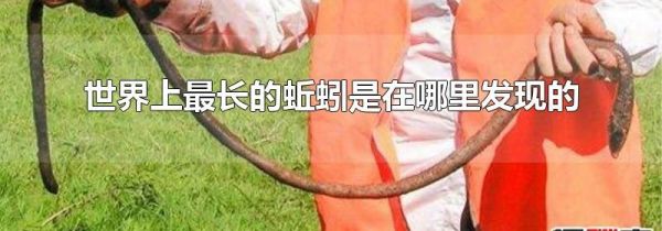 世界上最长的蚯蚓是在哪里发现的