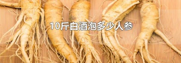 10斤白酒泡多少人参