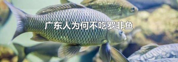 广东人为何不吃罗非鱼