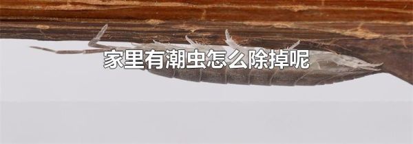 家里有潮虫怎么除掉呢