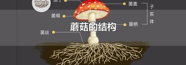 蘑菇的结构