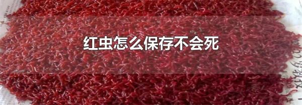 红虫怎么保存不会死