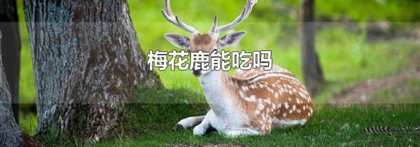 梅花鹿能吃吗