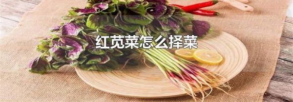 红苋菜怎么择菜