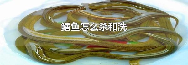 鳝鱼怎么杀和洗