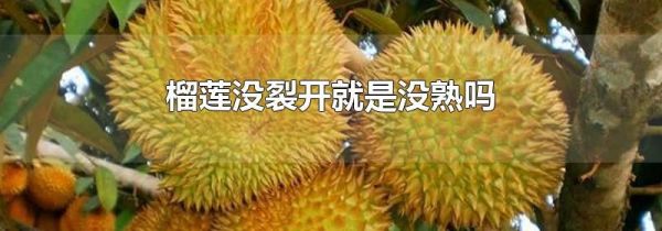 榴莲没裂开就是没熟吗