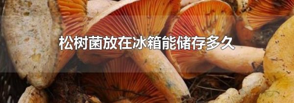 松树菌放在冰箱能储存多久