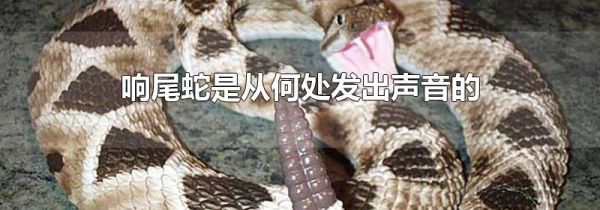 响尾蛇是从何处发出声音的