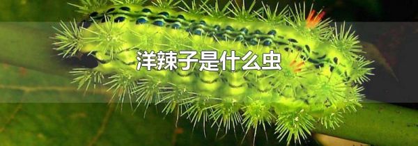 洋辣子是什么虫