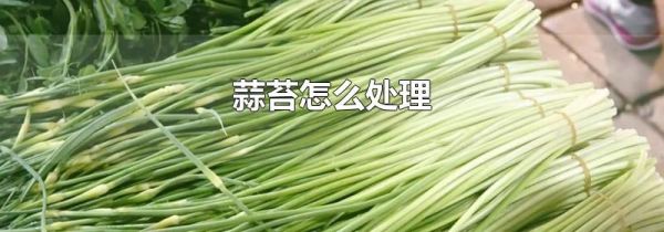 蒜苔怎么处理