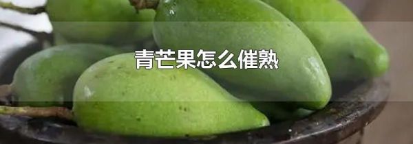 青芒果怎么催熟