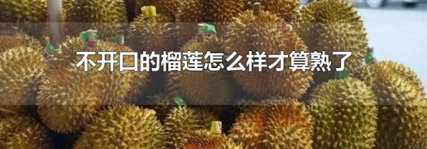 不开口的榴莲怎么样才算熟了