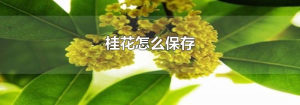 桂花怎么保存
