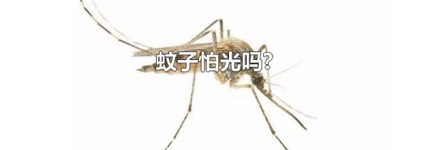 蚊子怕光吗?