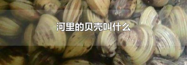 河里的贝壳叫什么