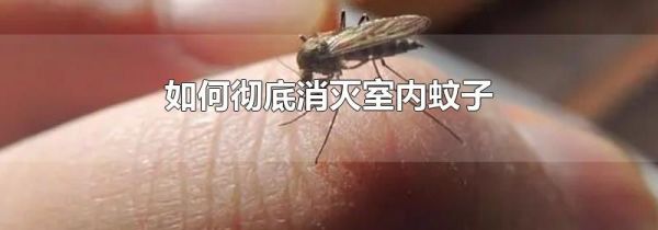 如何彻底消灭室内蚊子