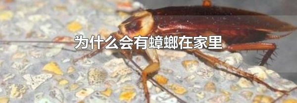 为什么会有蟑螂在家里
