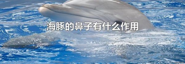 海豚的鼻子有什么作用