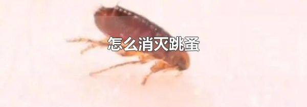 怎么消灭跳蚤