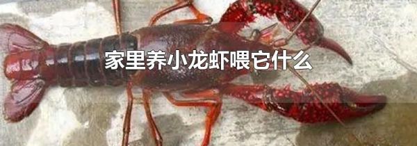 家里养小龙虾喂它什么