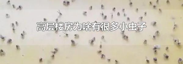 高层楼房为啥有很多小虫子