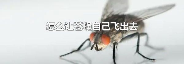 怎么让苍蝇自己飞出去