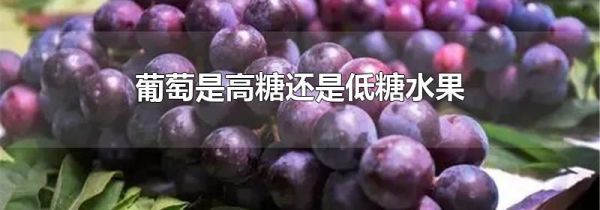 葡萄是高糖还是低糖水果
