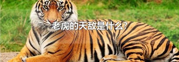 老虎的天敌是什么?