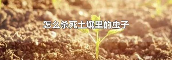 怎么杀死土壤里的虫子