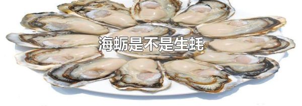 海蛎是不是生蚝